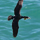 Cormoran pélagique