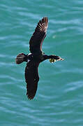 Pelagic Cormorant