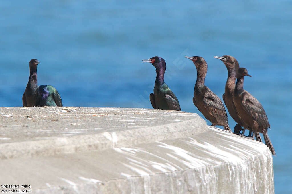 Cormoran pélagique, habitat, pigmentation, Comportement