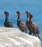 Pelagic Cormorant