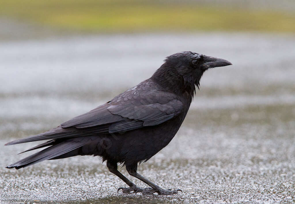 American Crow (caurinus)adult, identification