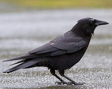 Northwestern Crow