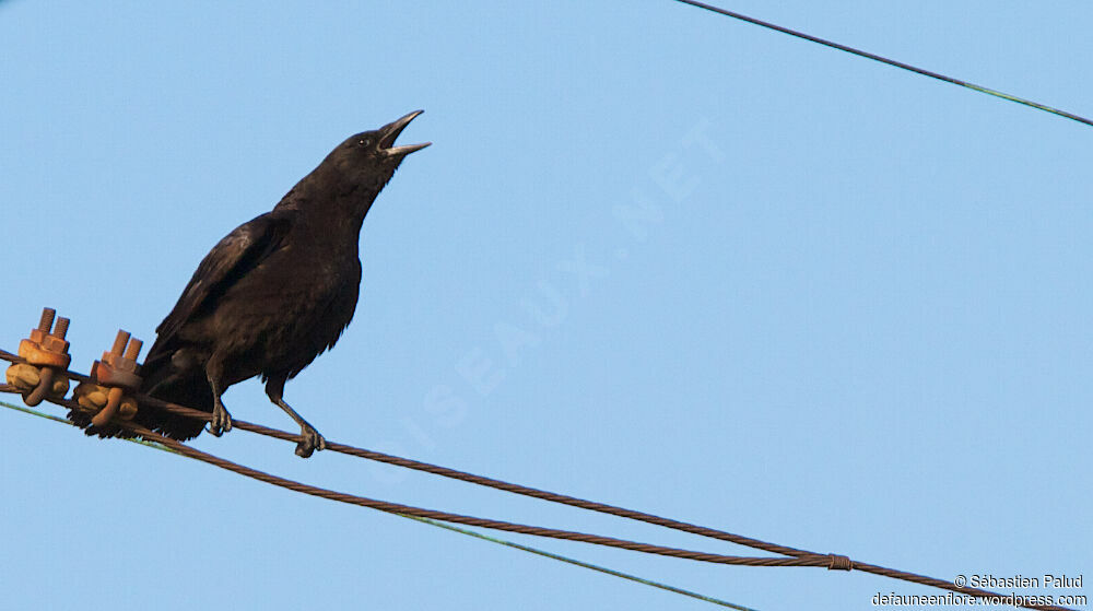 American Crow