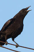 American Crow