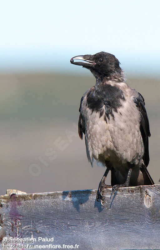 Hooded Crowadult, eats