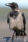 Hooded Crow