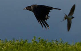 Carrion Crow