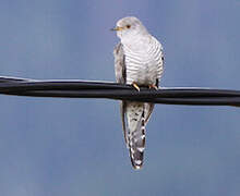 Common Cuckoo