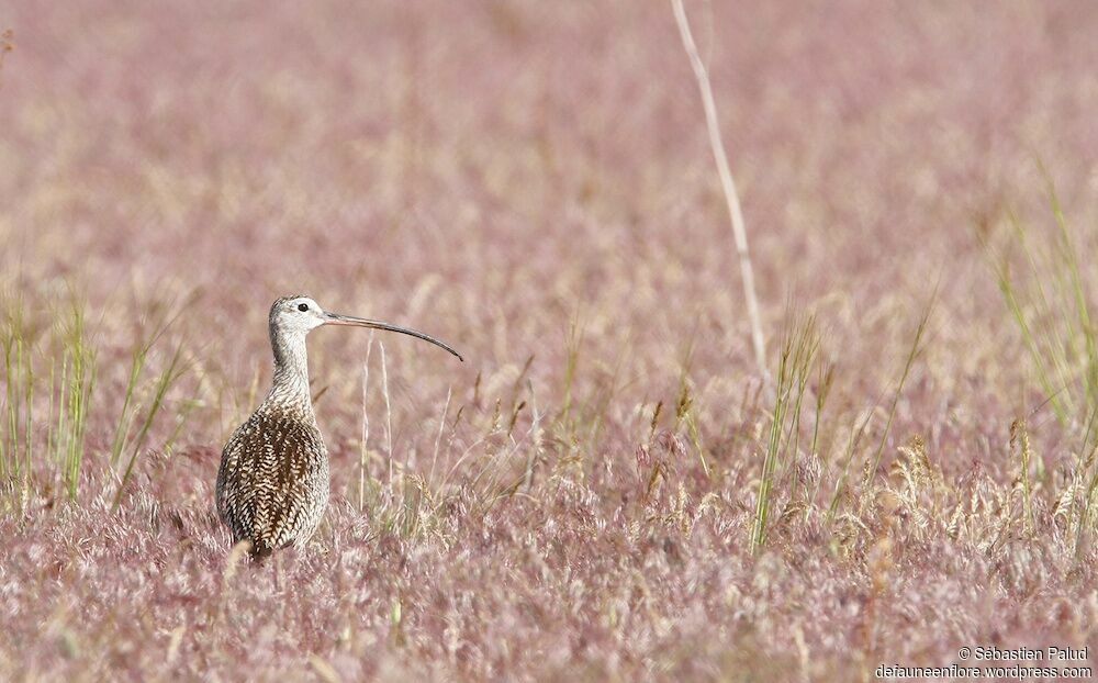 Long-billed Curlew