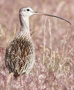 Long-billed Curlew