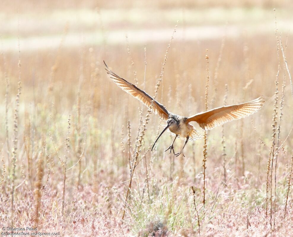 Long-billed Curlew