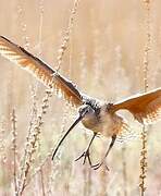 Long-billed Curlew