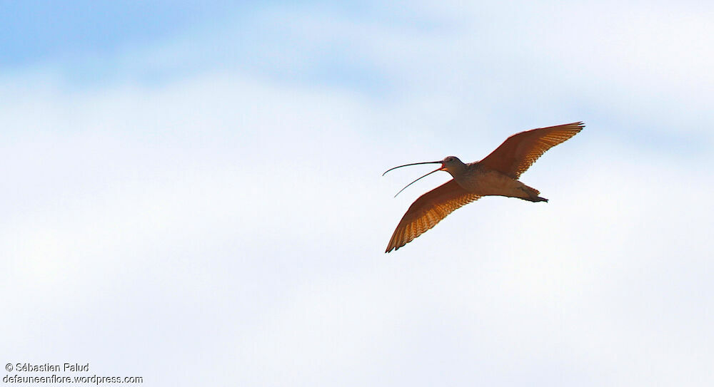 Long-billed Curlew