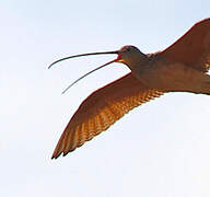 Long-billed Curlew