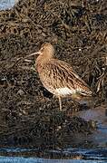 Eurasian Curlew