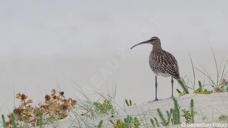 Whimbrel