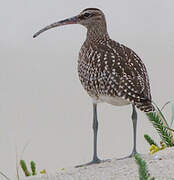 Eurasian Whimbrel