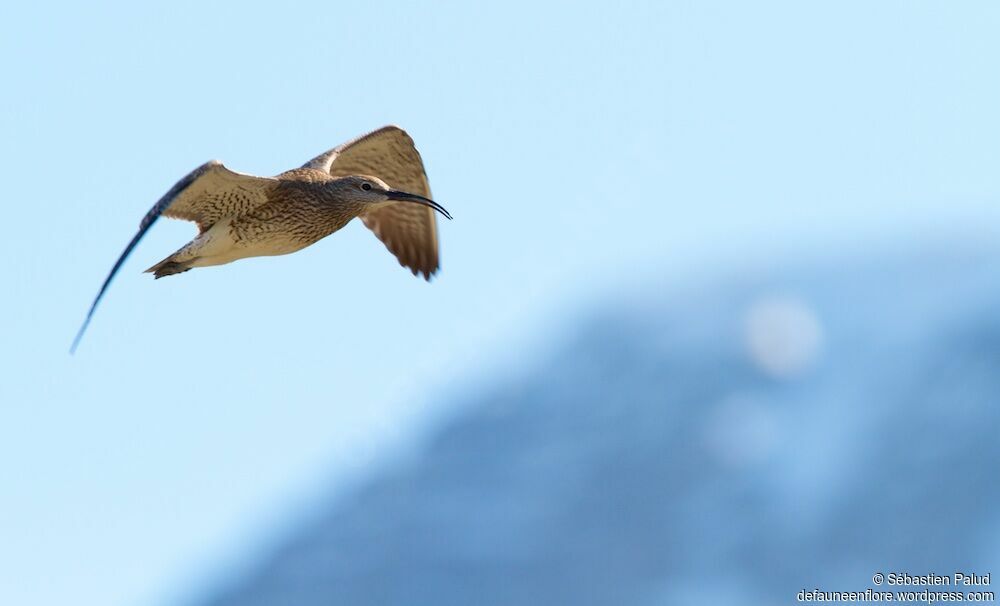 Whimbreladult