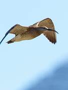 Eurasian Whimbrel