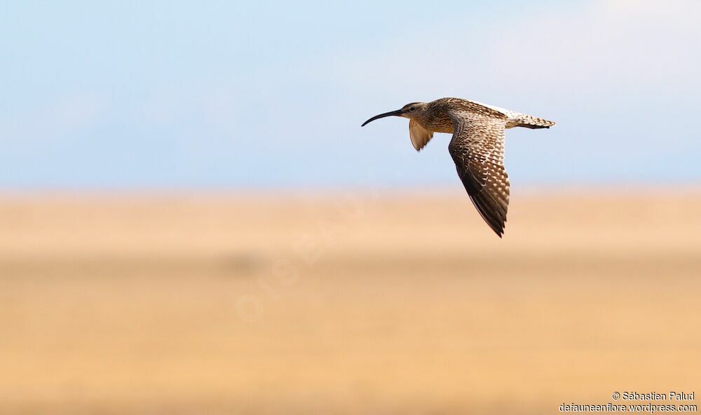 Eurasian Whimbreladult