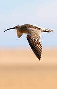 Whimbrel