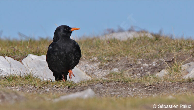 Red-billed Chough