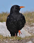 Red-billed Chough