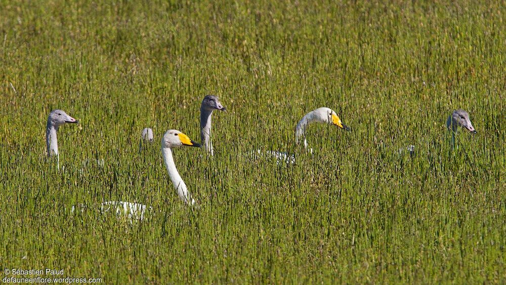 Whooper Swan