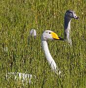 Whooper Swan