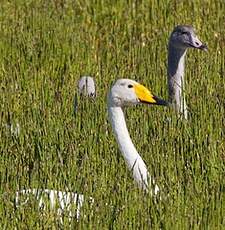 Cygne chanteur