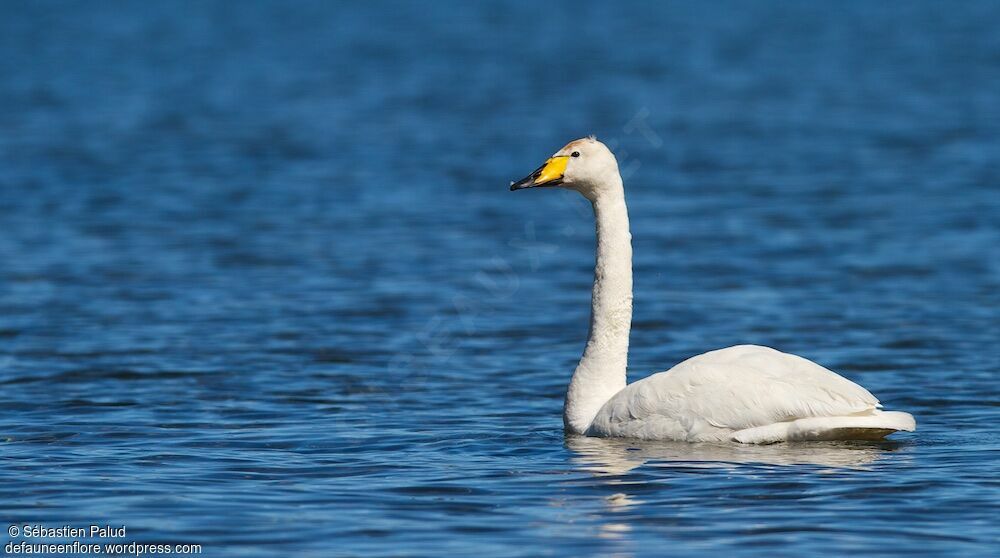 Cygne chanteuradulte