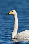 Cygne chanteur