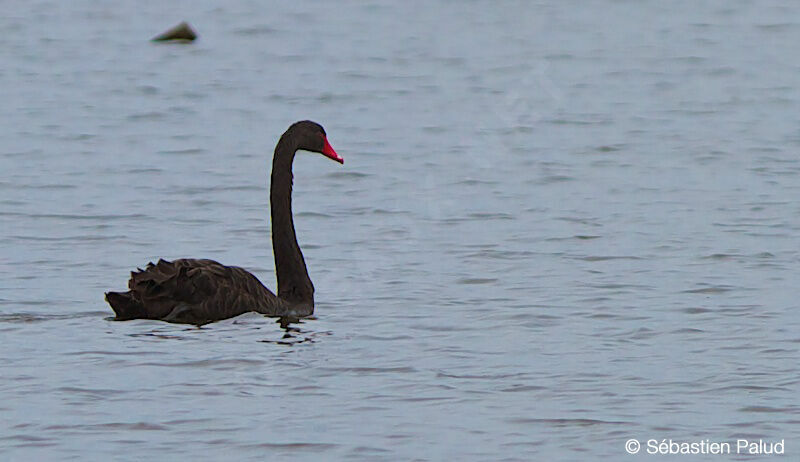 Cygne noir