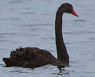 Cygne noir