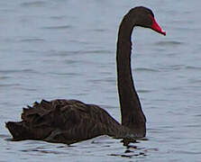 Black Swan