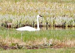 Cygne trompette