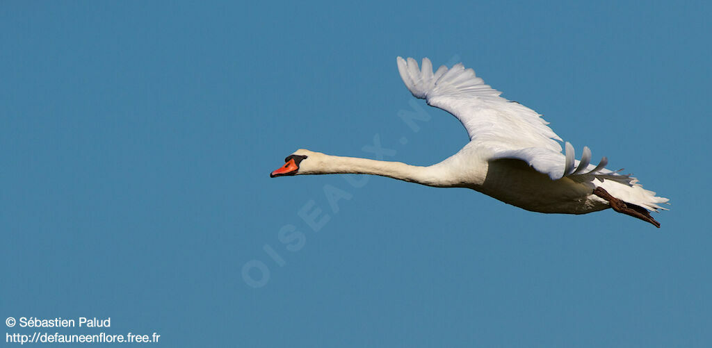 Cygne tuberculé