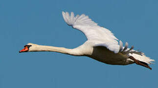 Cygne tuberculé