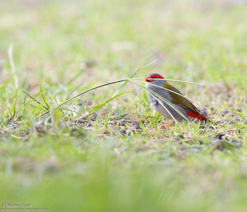 Red-browed Finch