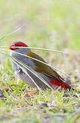 Red-browed Finch