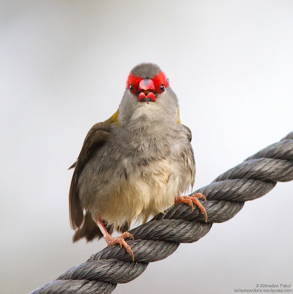 Red-browed Finch