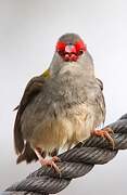 Red-browed Finch