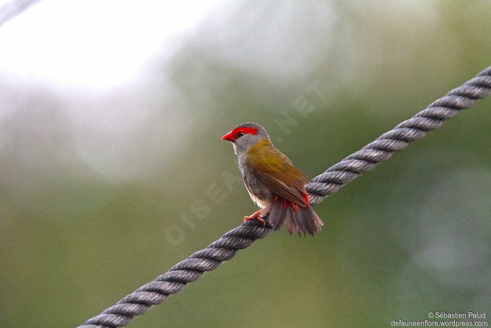 Red-browed Finch