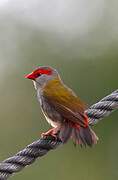 Red-browed Finch