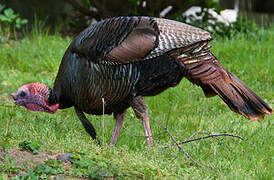 Wild Turkey