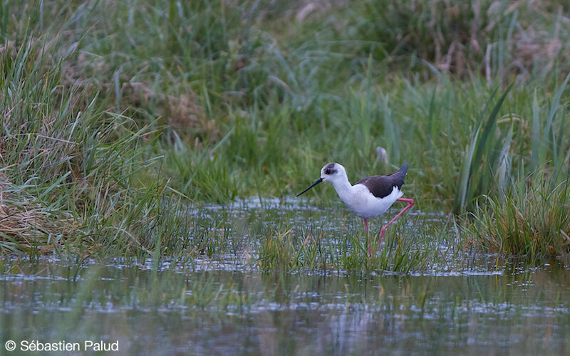 Black-winged Stilt