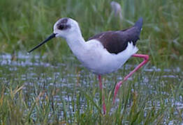 Black-winged Stilt