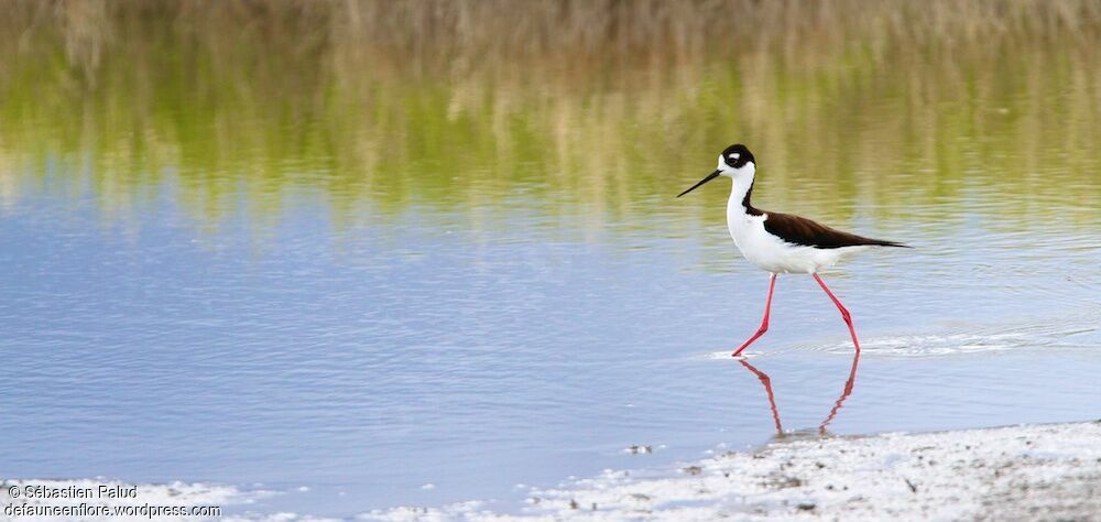 Black-necked Stiltadult