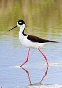 Black-necked Stilt