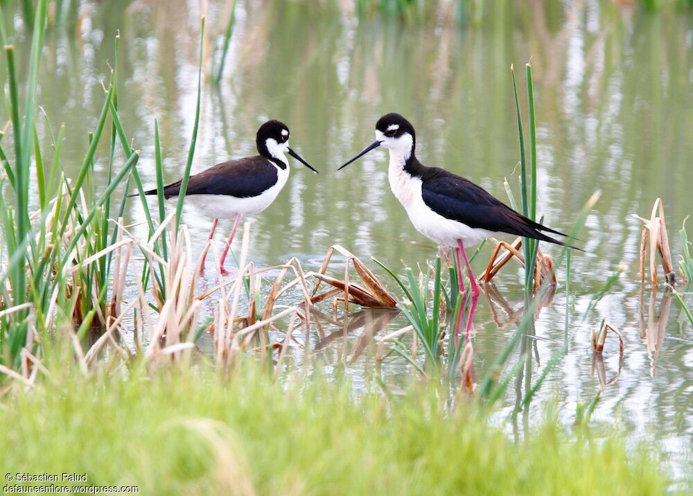 Black-necked Stiltadult